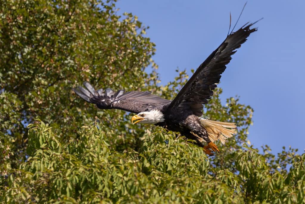 Haliaeetus leucocephalus, Amerikaanse zeearend