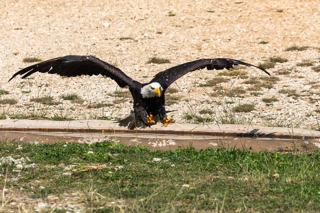 Haliaeetus leucocephalus, Amerikaanse zeearend