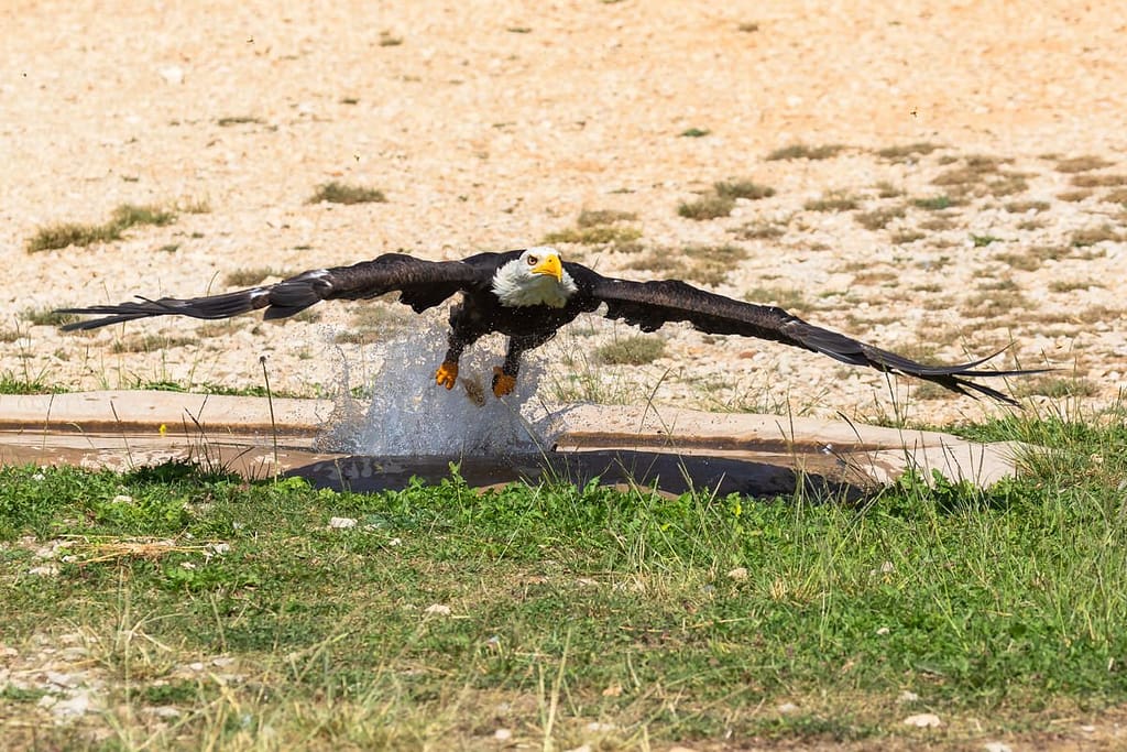Haliaeetus leucocephalus, Amerikaanse zeearend