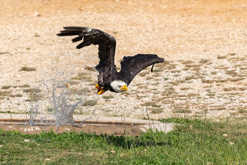Haliaeetus leucocephalus, Amerikaanse zeearend