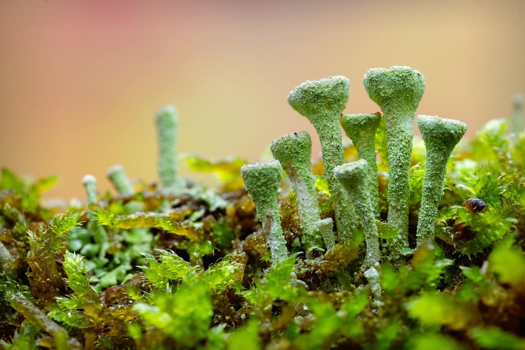 Cladonia fimbriata, kopjes bekermos