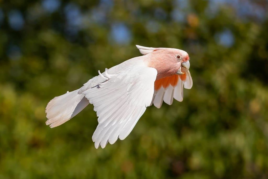 Lophochroa leadbeateri, Inka kaketoe