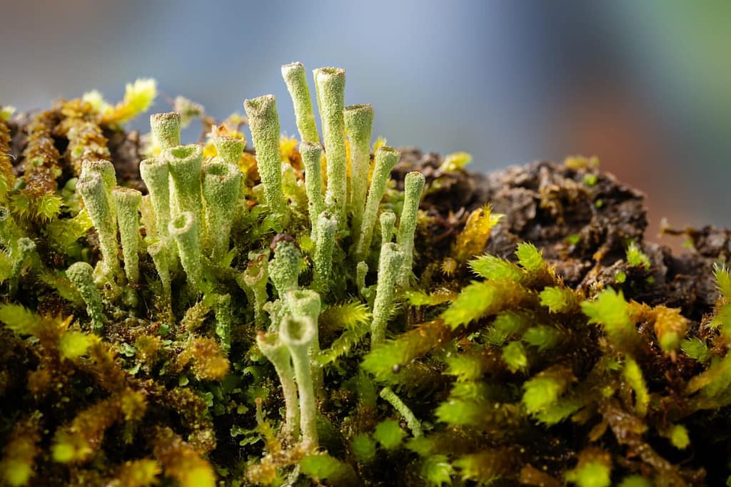 Cladonia fimbriata, kopjes bekermos