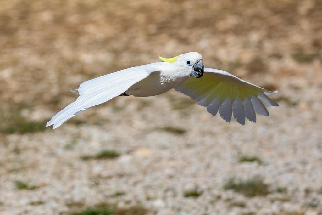 Cacatua galerita, Grote geelkuif kaketoe