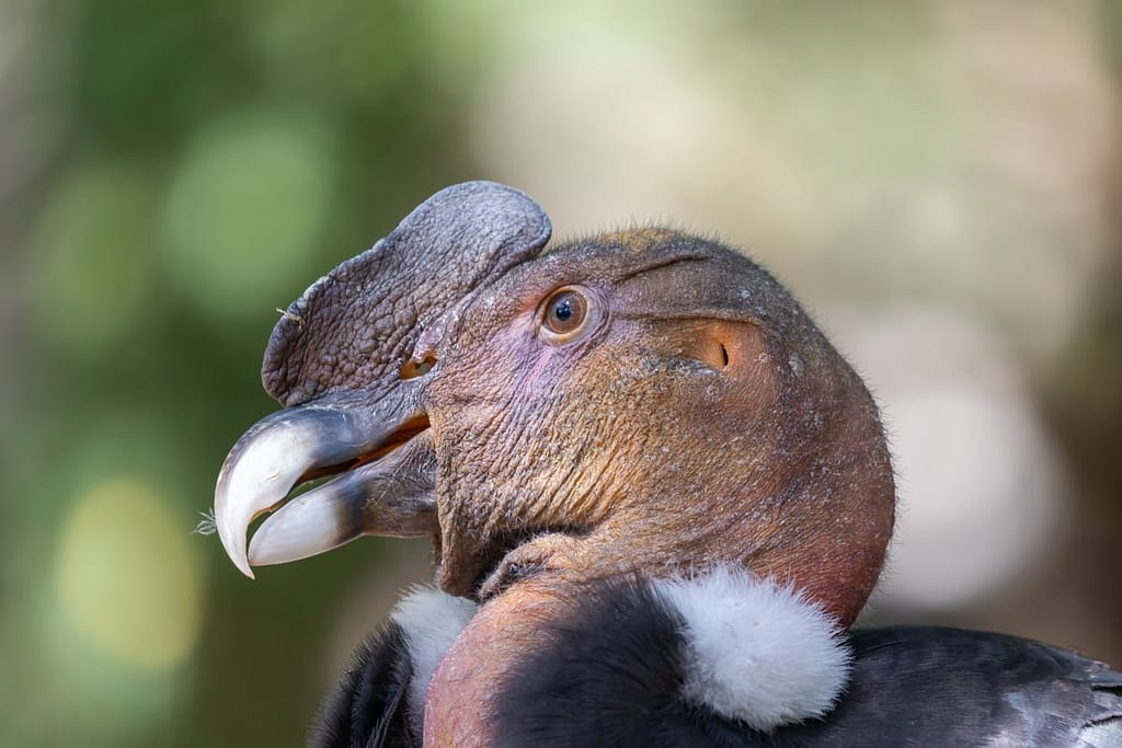 Vultur gryphus, Andescondor