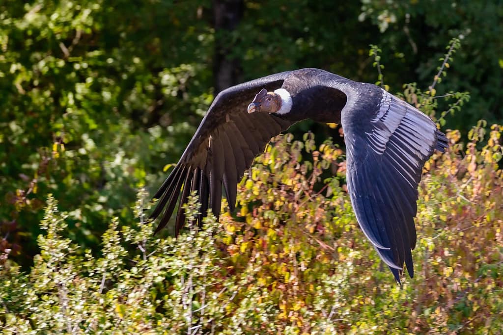 Vultur gryphus, Andescondor