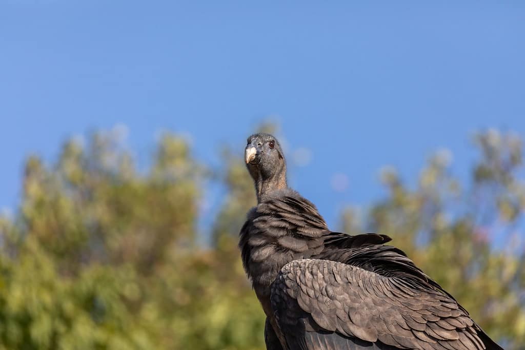 Vultur gryphus, Andescondor