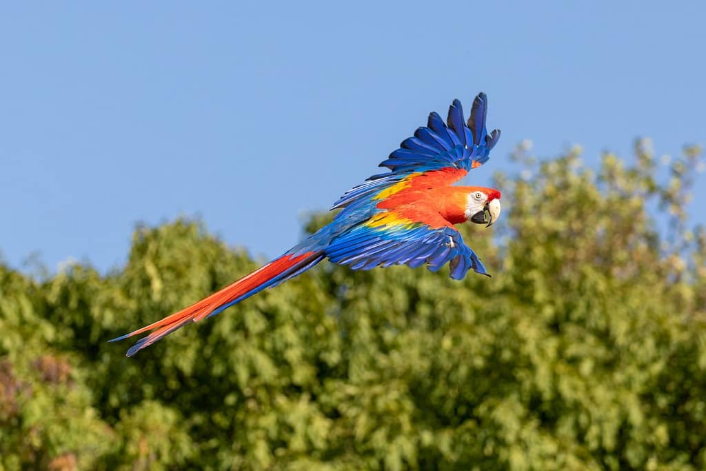 Ara macao, Geelvleugelara