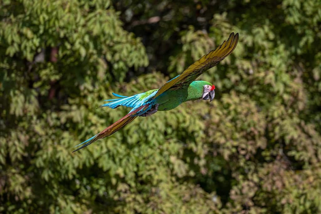 Ara militaris, soldatenara