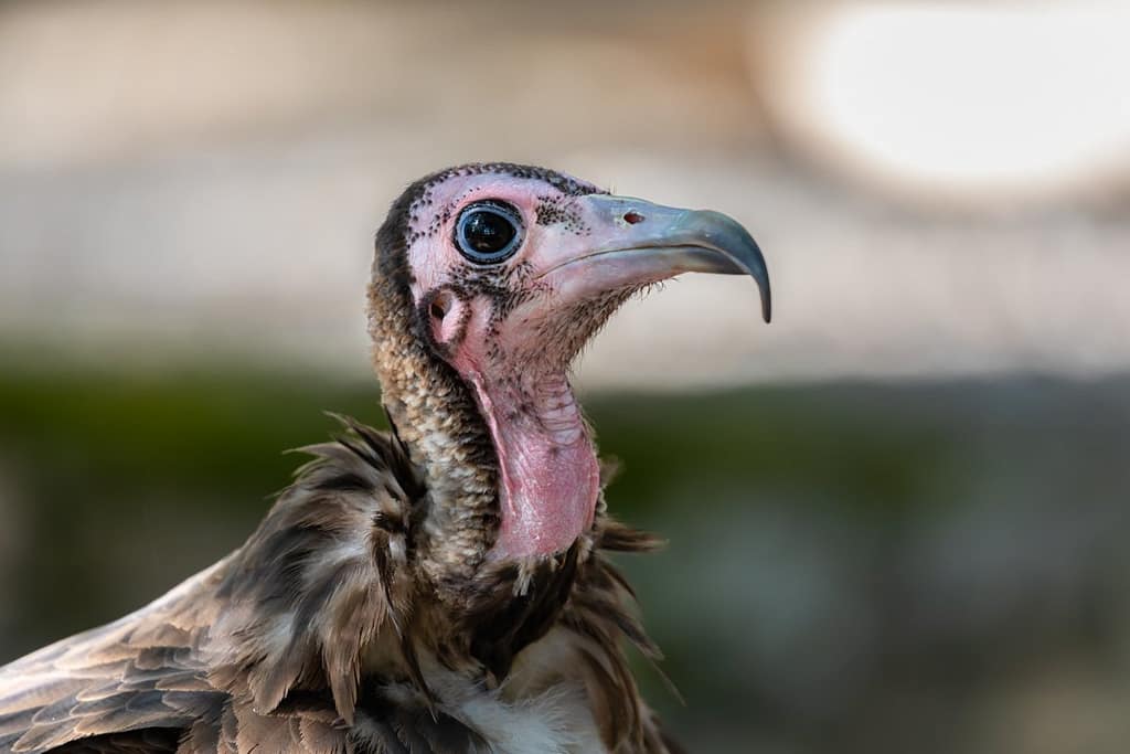 Necrosyrtes monachus, Kapgier