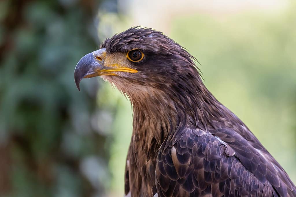 Aquila chrysaetos, Steenarend