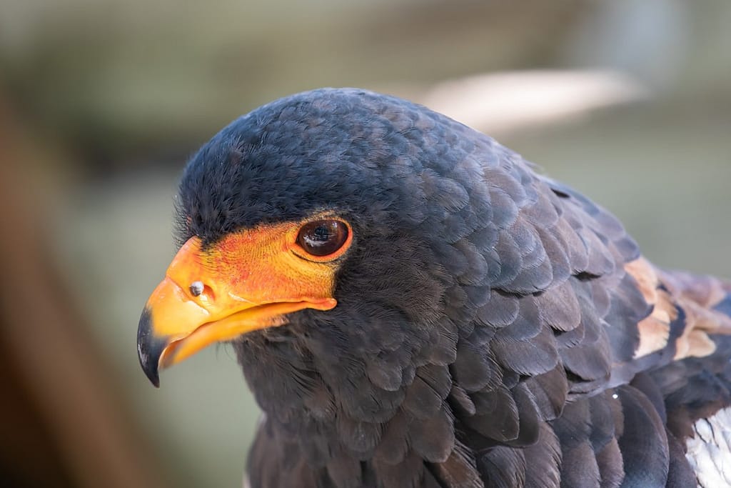 Terathopius ecaudatus, Bateleur