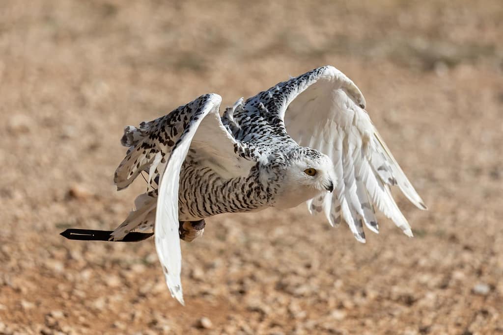 Bubo scandiacus, Sneeuwuil