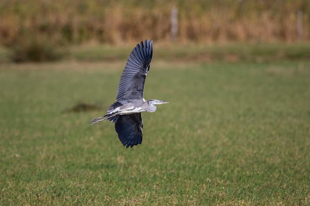Ardea cinerea, Blauwe reiger