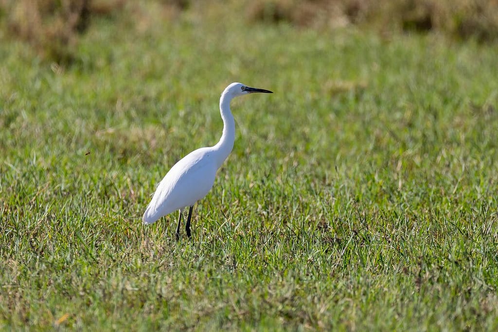 Egretta garzetta, Kleine zilverreiger
