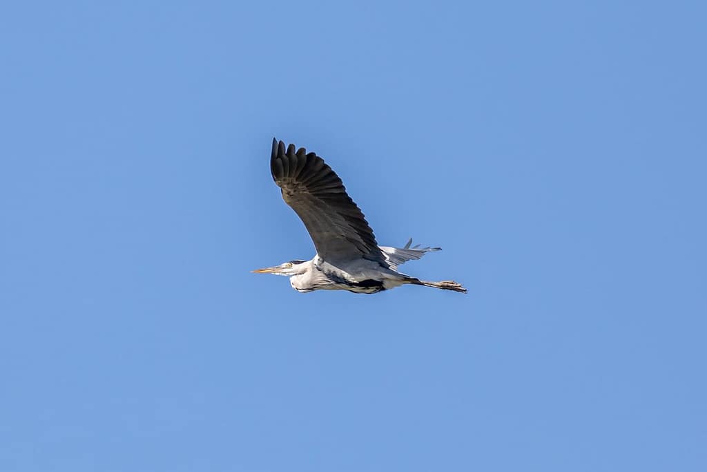 Ardea cinerea, Blauwe reiger