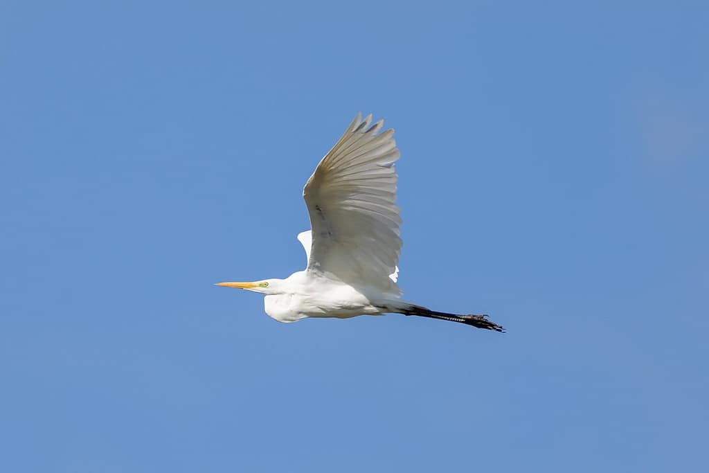 Ardea alba, Grote zilverreiger