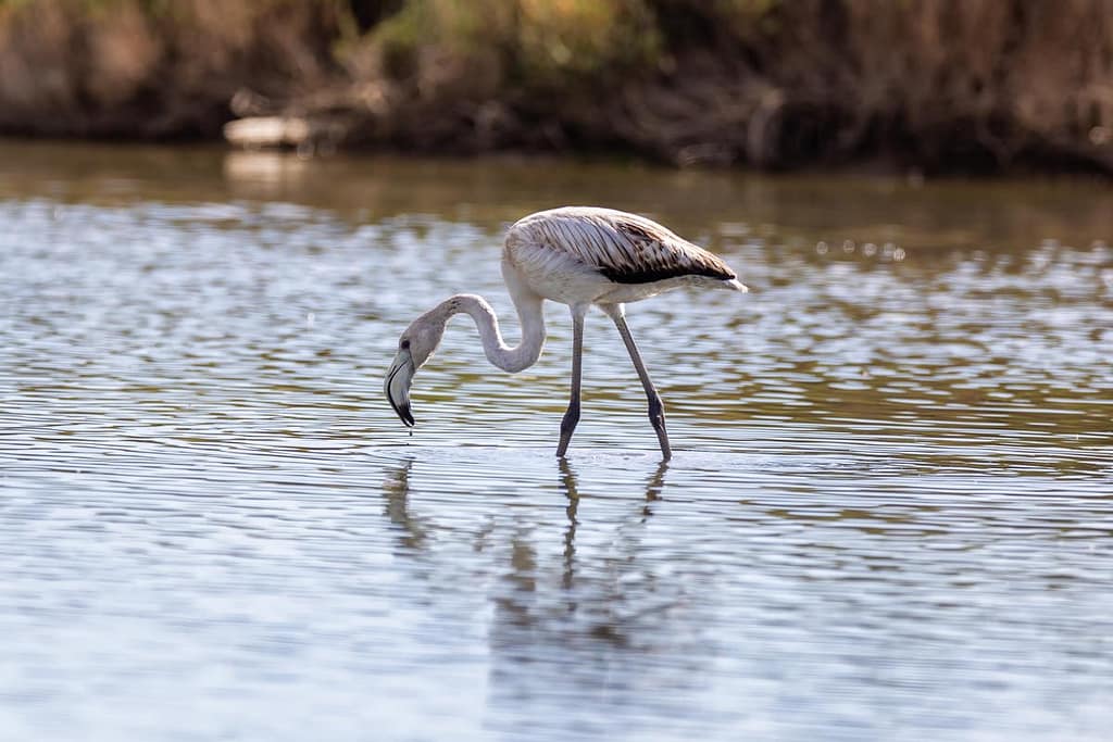 Phoenicopterus roseus, Flamingo juviniel