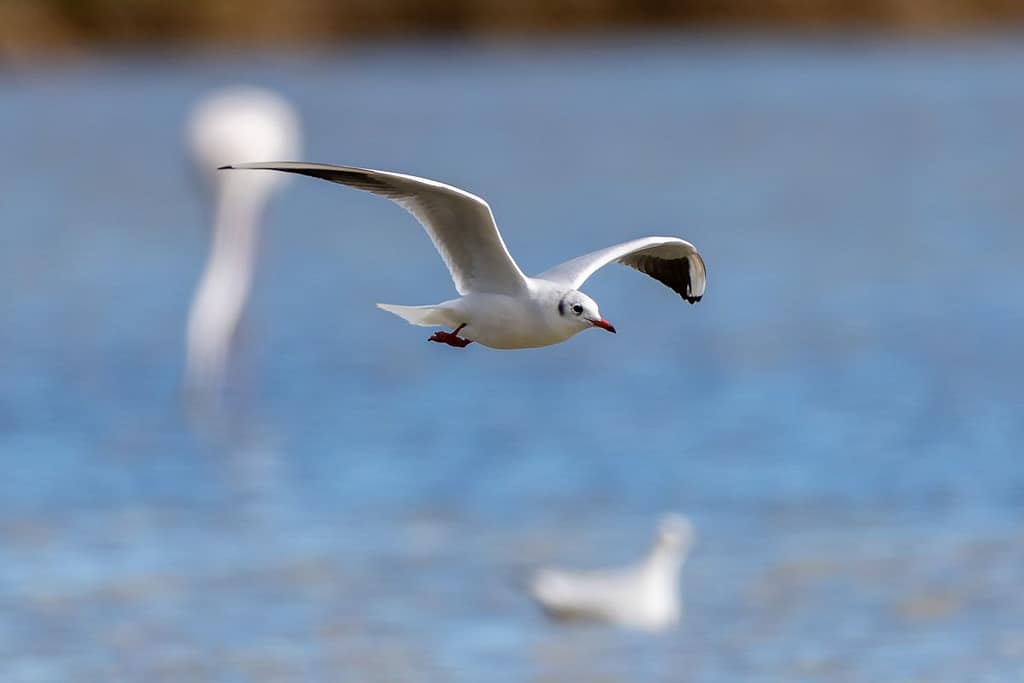 Chroicocephalus ridibundus, Kokmeeuw
