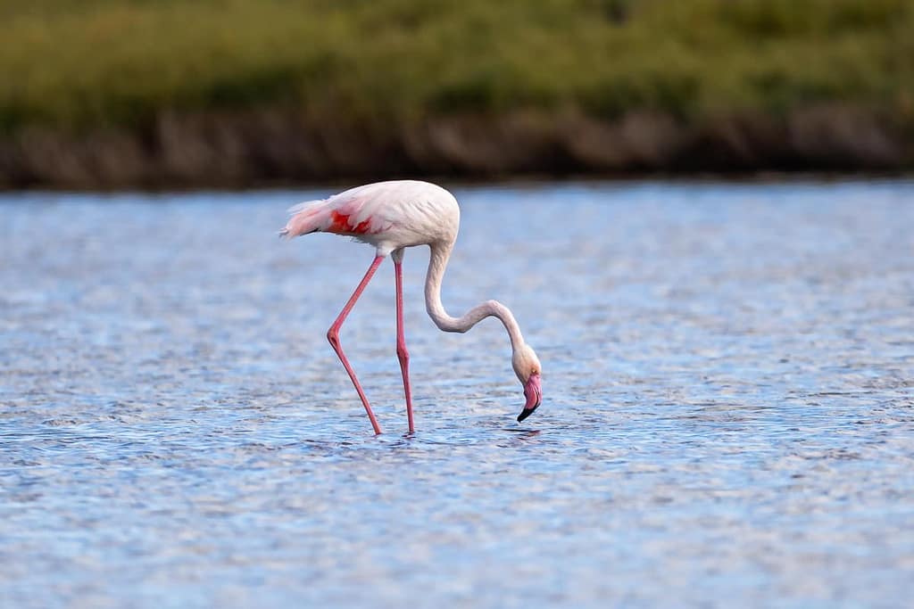Phoenicopterus roseus, Flamingo
