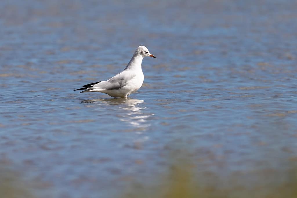 Chroicocephalus ridibundus, Kokmeeuw