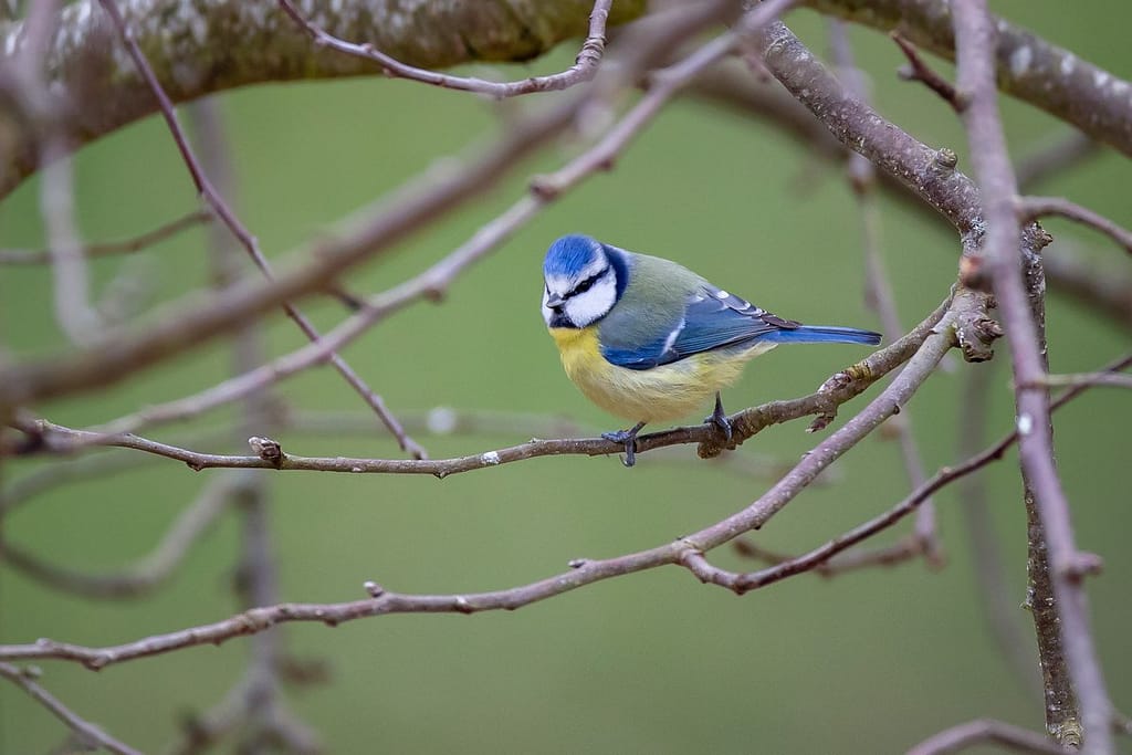 Cyanistes caeruleus, Pimpelmees