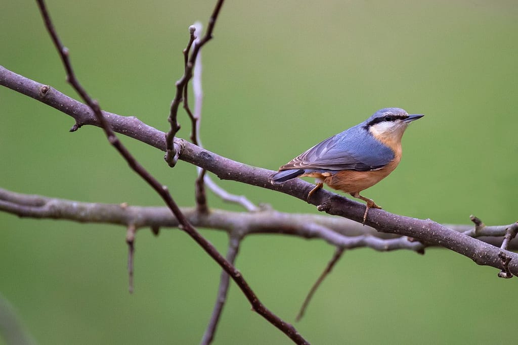 Sitta europaea, Boomklever