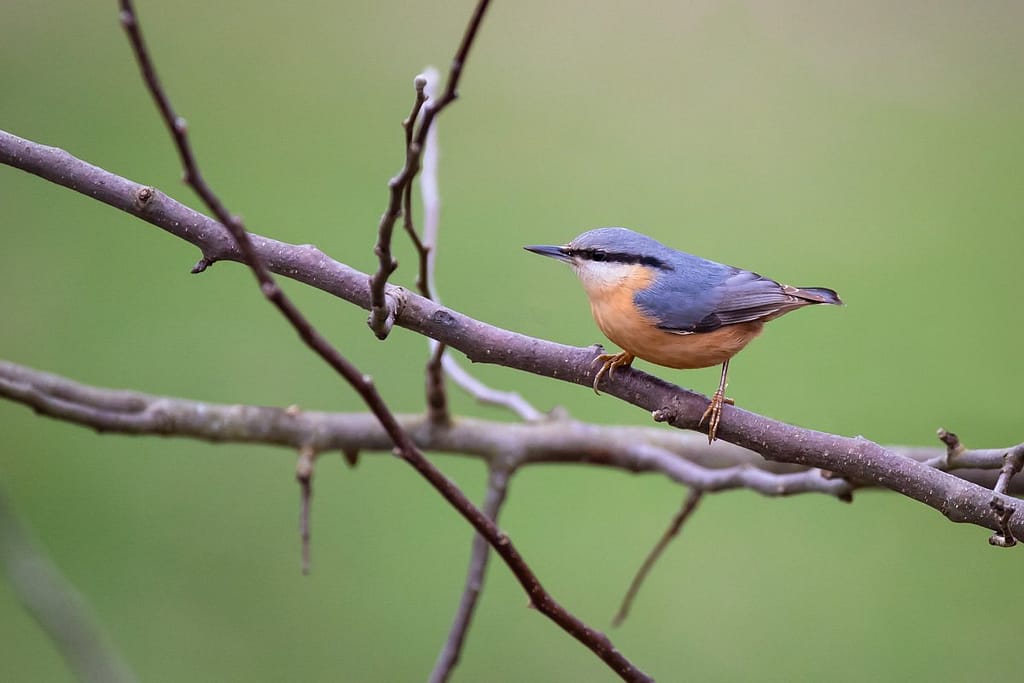 Sitta europaea, Boomklever