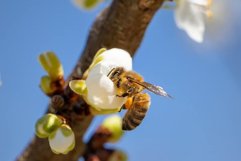Apis mellifera, honingbij