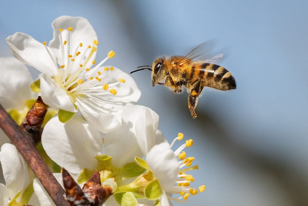 Apis mellifera, honingbij