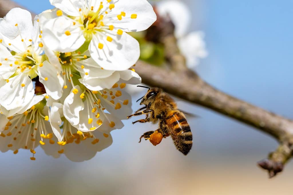 Apis mellifera, honingbij