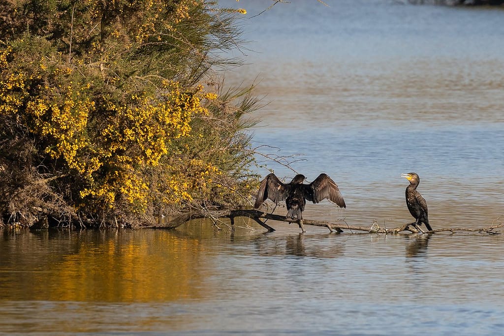 Phalacrocorax carbo, Aalsgolver