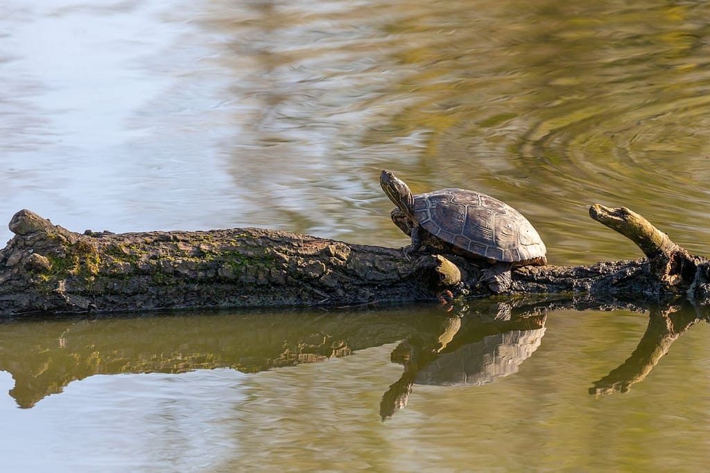 Trachemys scripta, Lettersierschildpad