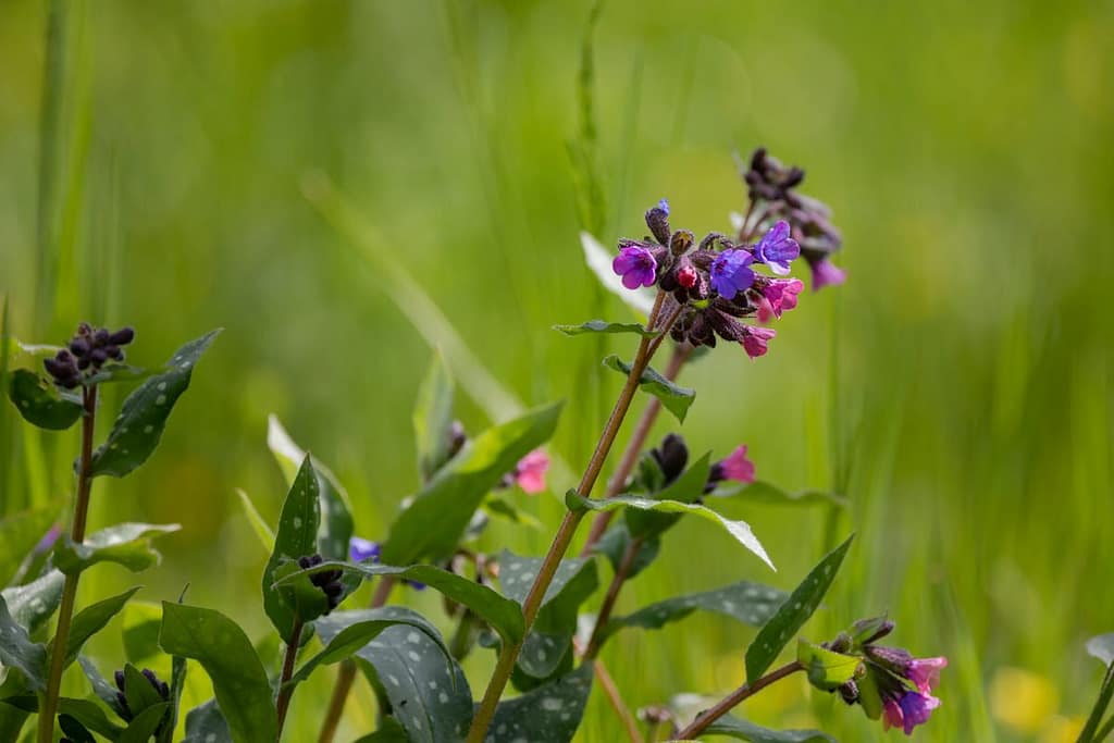 Pulmonaria officinalis, Gevlekt longkruid