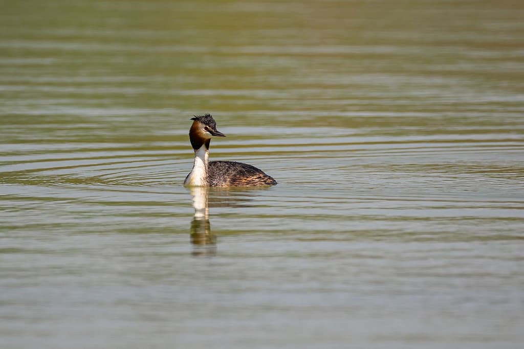 Podiceps cristatus, Fuut