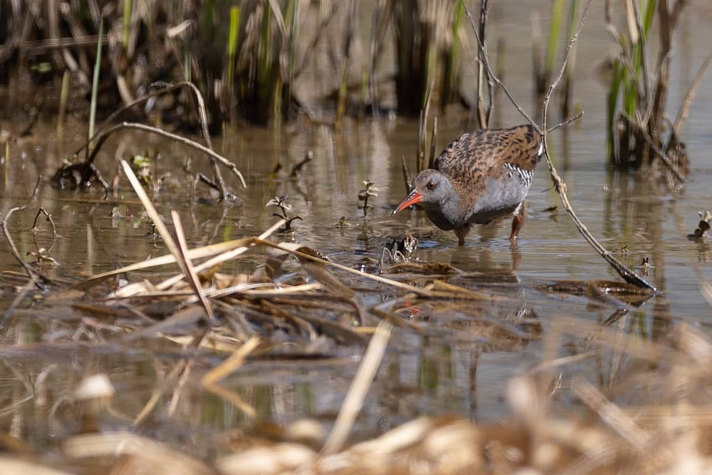 Rallus aquaticus, Waterral