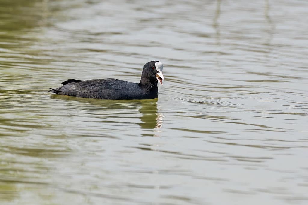 Fulica atra, Meerkoet