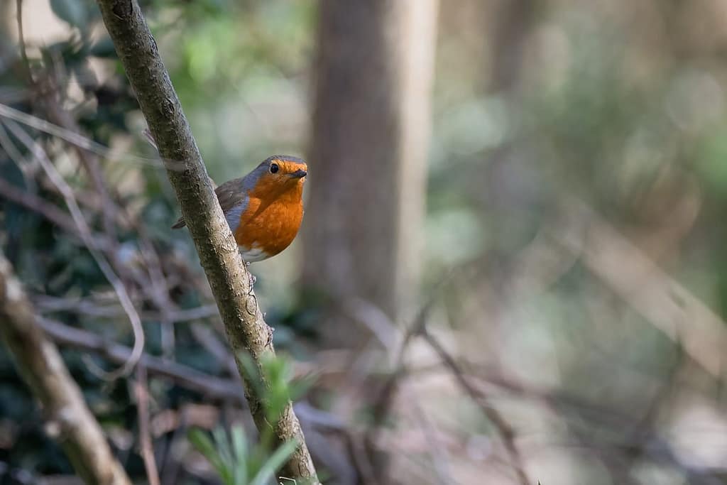 Erithacus rubecula, roodborst