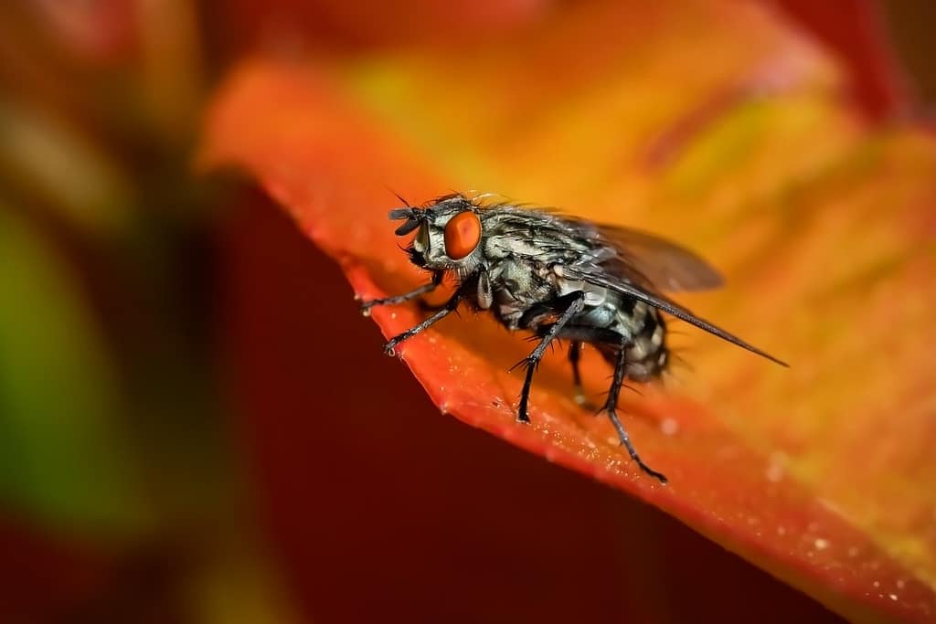 Sarcophaga carnaria, Grijze vleesvlieg