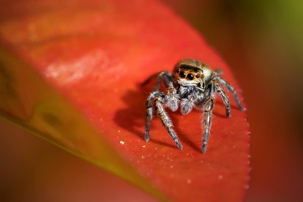 Evarcha falcata, Bonte springspin