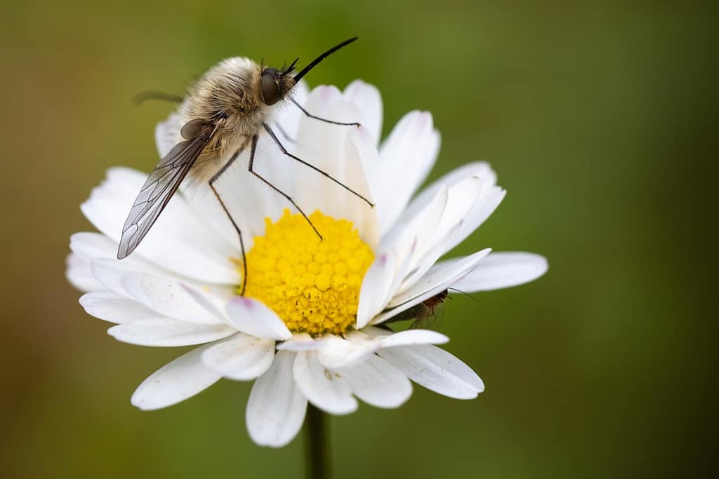 Bombylius major, Gewone wolzwever