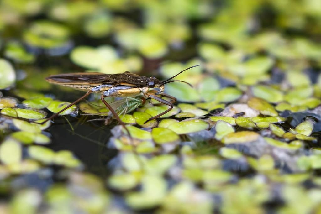 Gerris lacustris, Poelschaatsenrijder