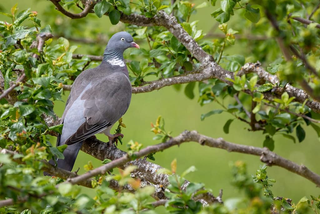 Columba palumbus, Houtduif