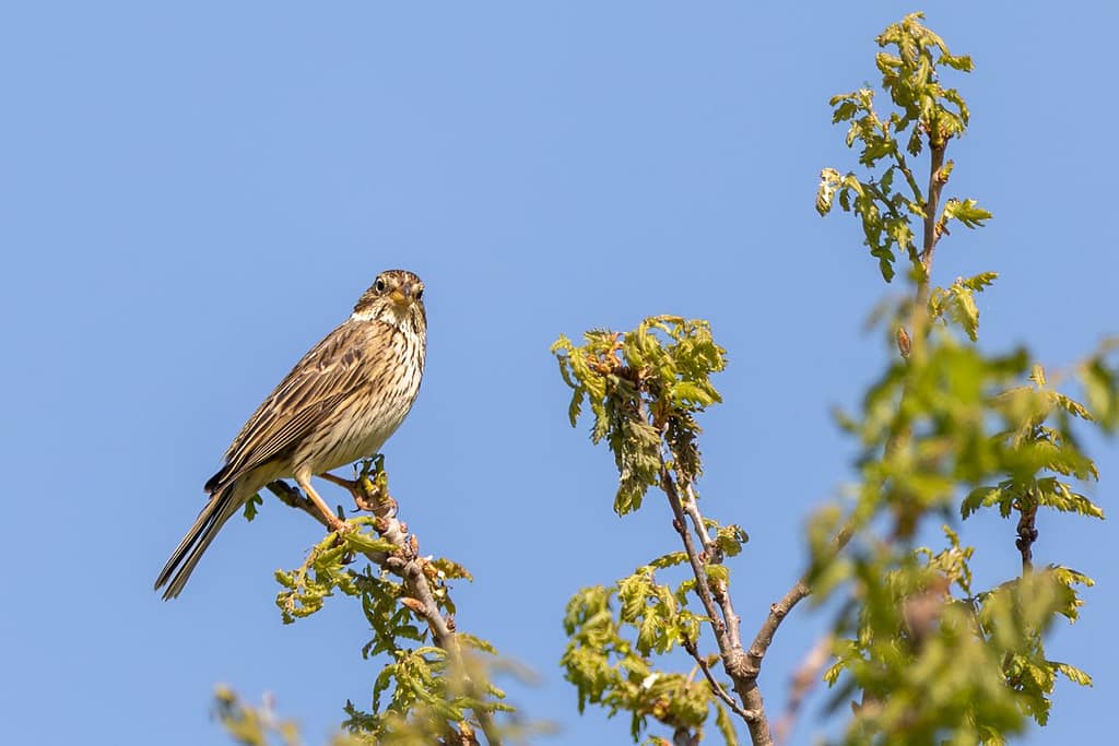 Emberiza calandra, Grauwe gors