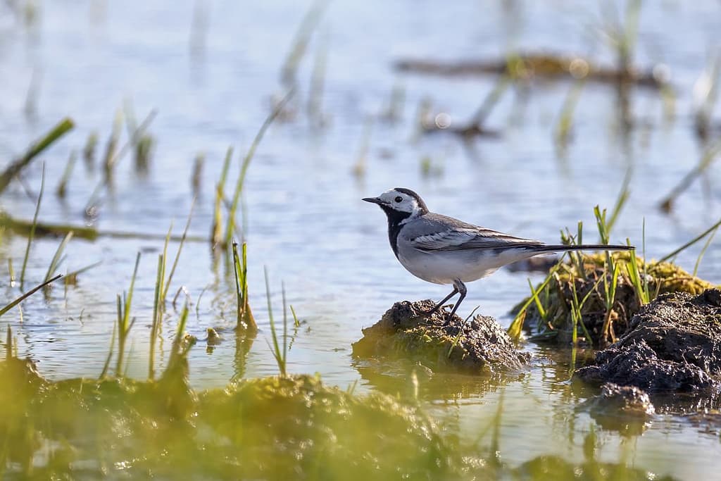 Motacilla alba, Witte Kwikstaart
