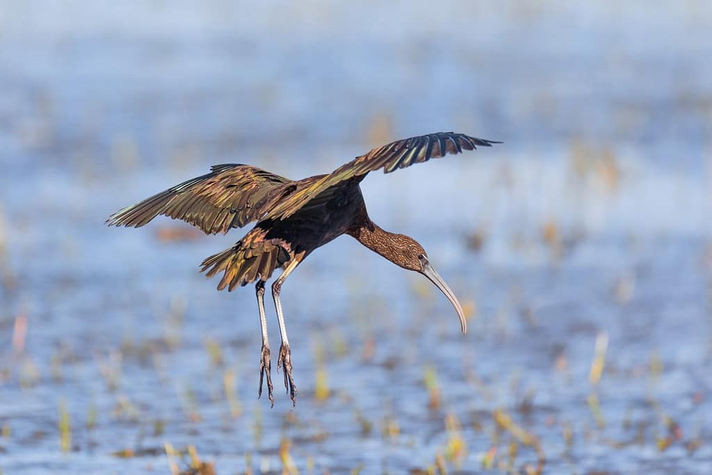 Plegadis falcinellus, Zwarte ibis