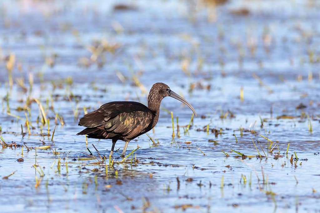 Plegadis falcinellus, Zwarte ibis