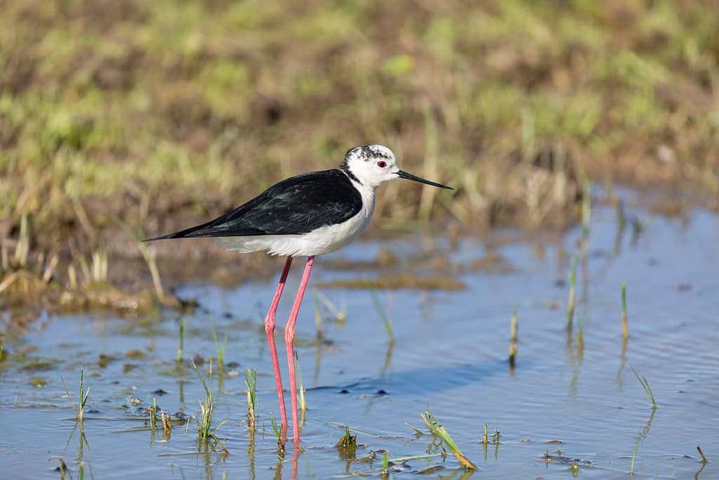 Himantopus himantopus, Steltkluut