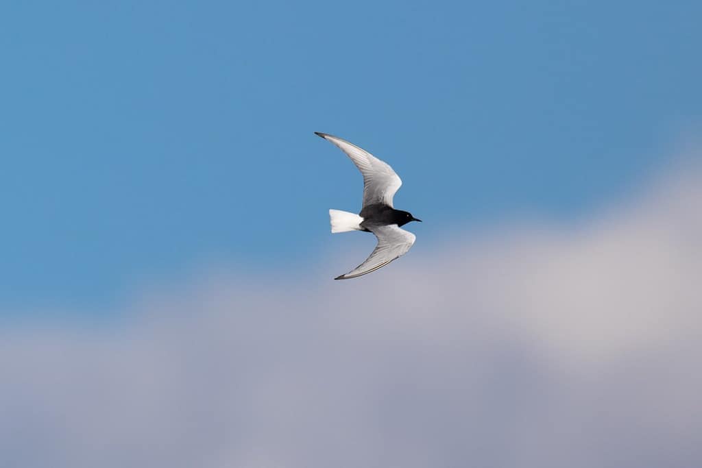 Chlidonias leucopterus, Witvleugelstern