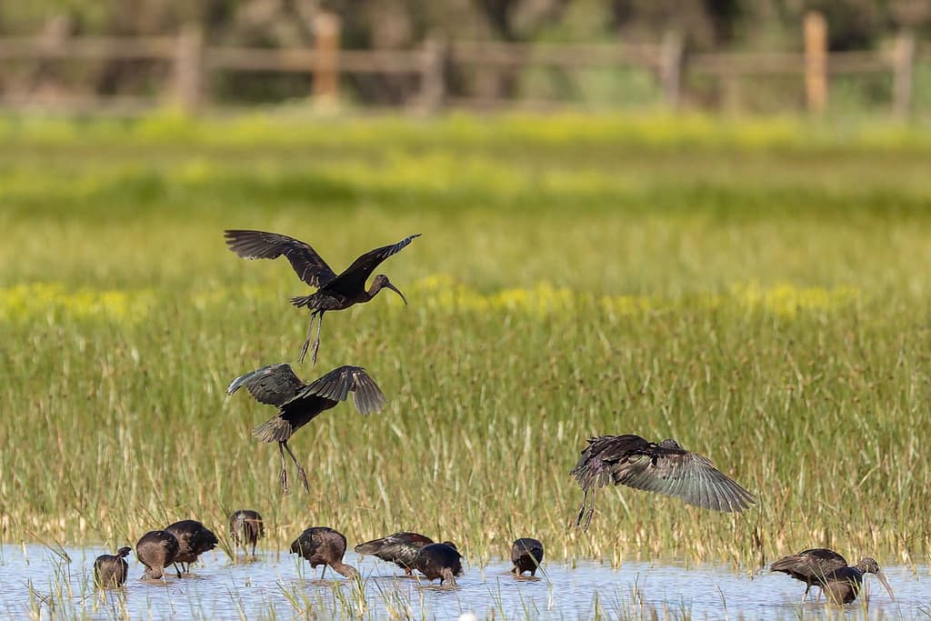 Plegadis falcinellus, Zwarte ibis